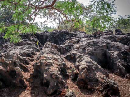 same day trip to salkhan fossils park with Lakhaniya cave painting from Varanasi